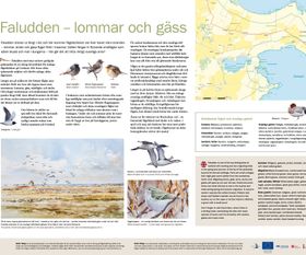 Faludden info point, SE Gotland
